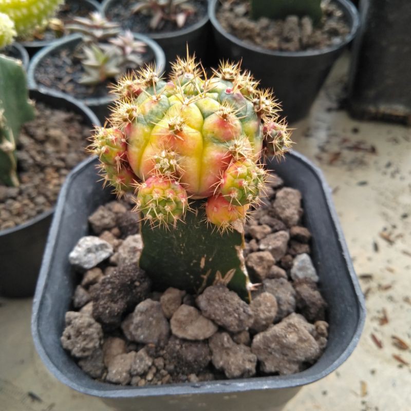 kaktus gymno damsii