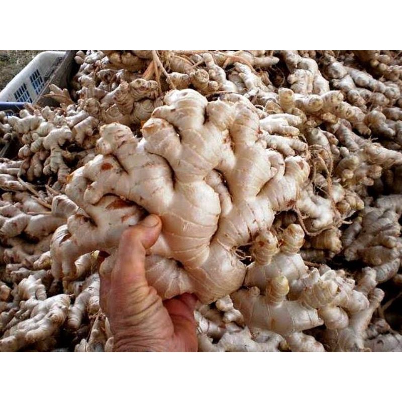 

JAHE GAJAH FRESH/SEGAR 1 kg