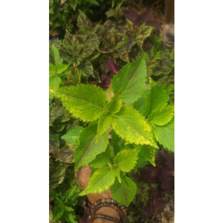 miana hijau gradasi kuning