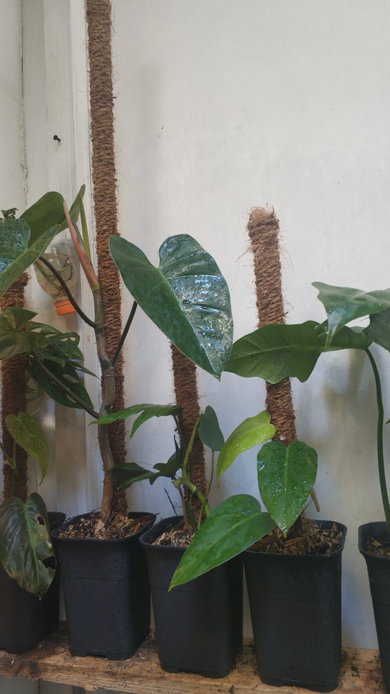Tanaman Hias Philodendron Corcovanda Kw
