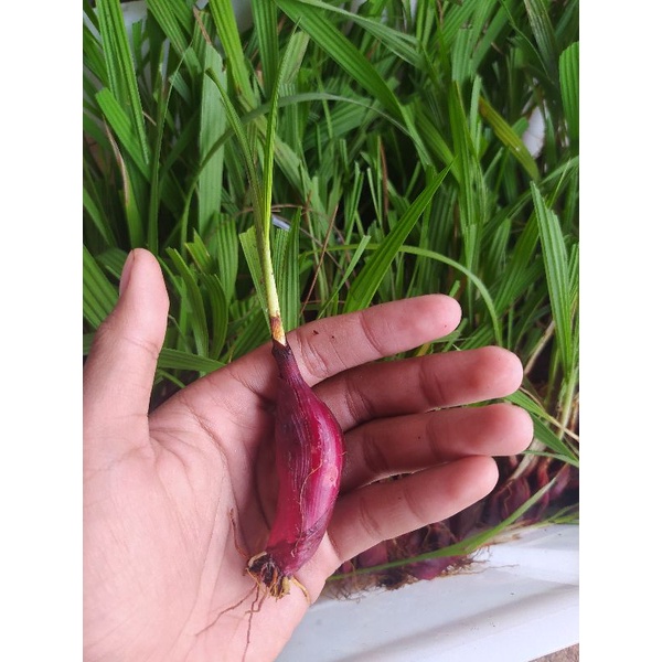 Bibit bawang dayak asli kalimantan