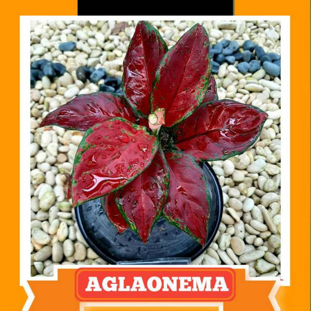 Aglaonema / Aglonema Black Maroon Rimbun