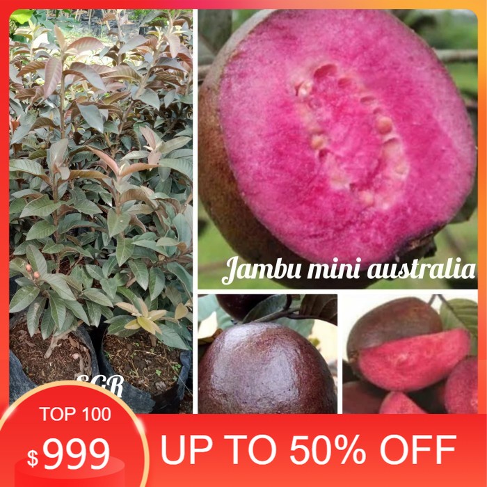 Bibit jambu biji (Australia Mini) wrn Ungu bagus buat bahan Bonsai'