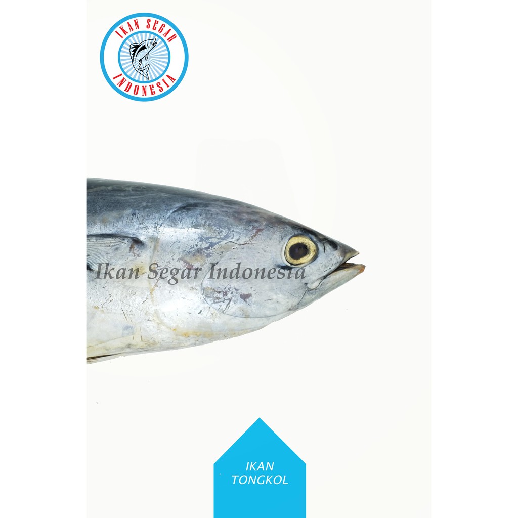 

IKAN TONGKOL / 1-2 ekor/ 900-1000 gr