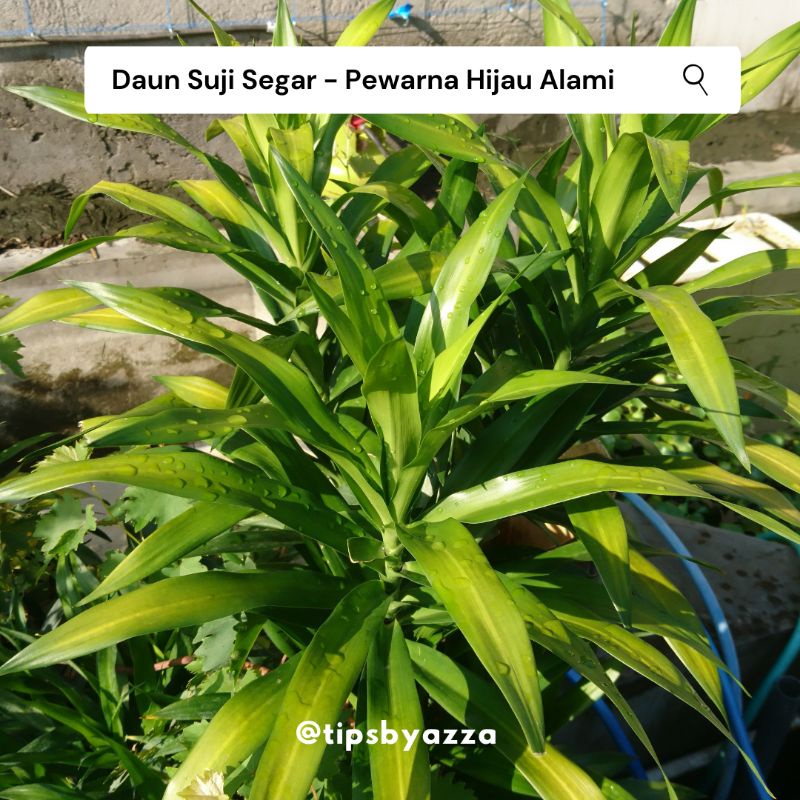 Daun Pandan Segar / Daun Suji Segar / Pewarna Hijau Alami