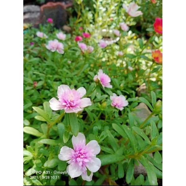 stek bunga krokot id jambul soft pink