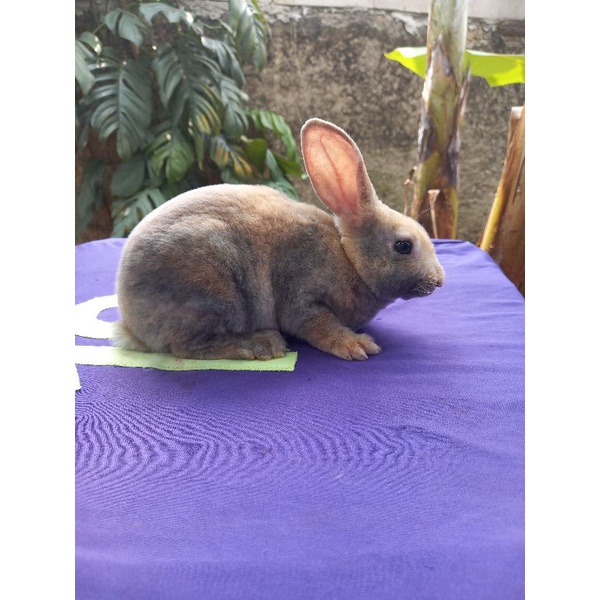 Kelinci Rex bulu karpet anakan betina (4).