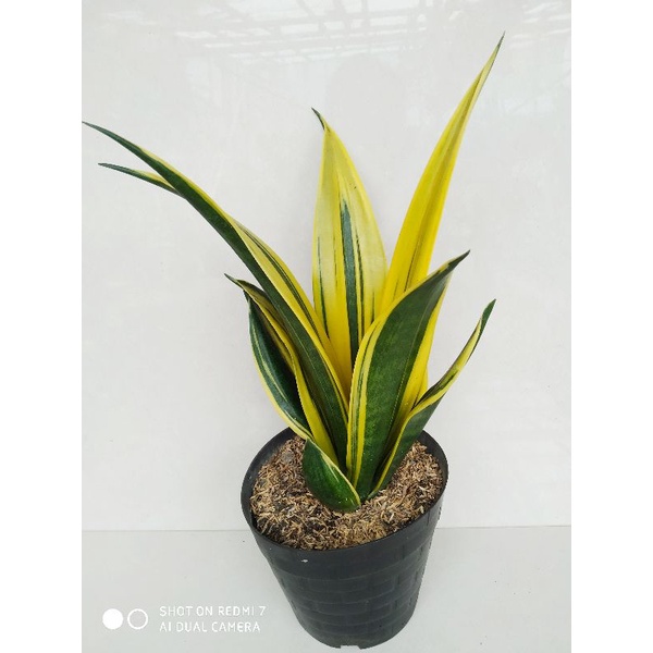 sansevieria gold flame
