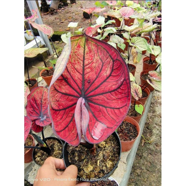 anakan keladi impor thailand caladium mascota