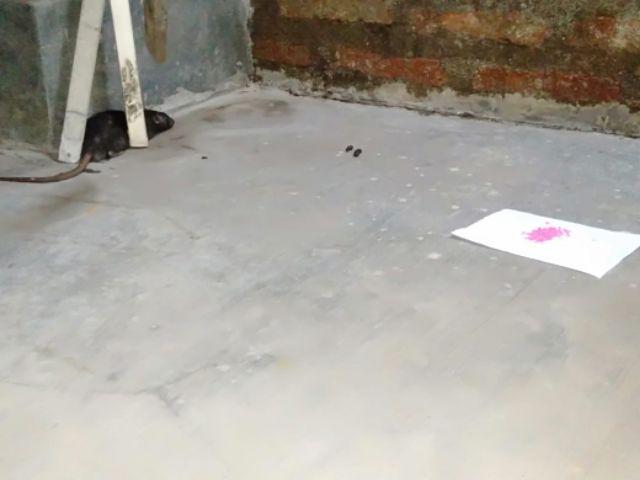 Racun Tikus Mao Wang 100%  Asli Hologram Blink Original