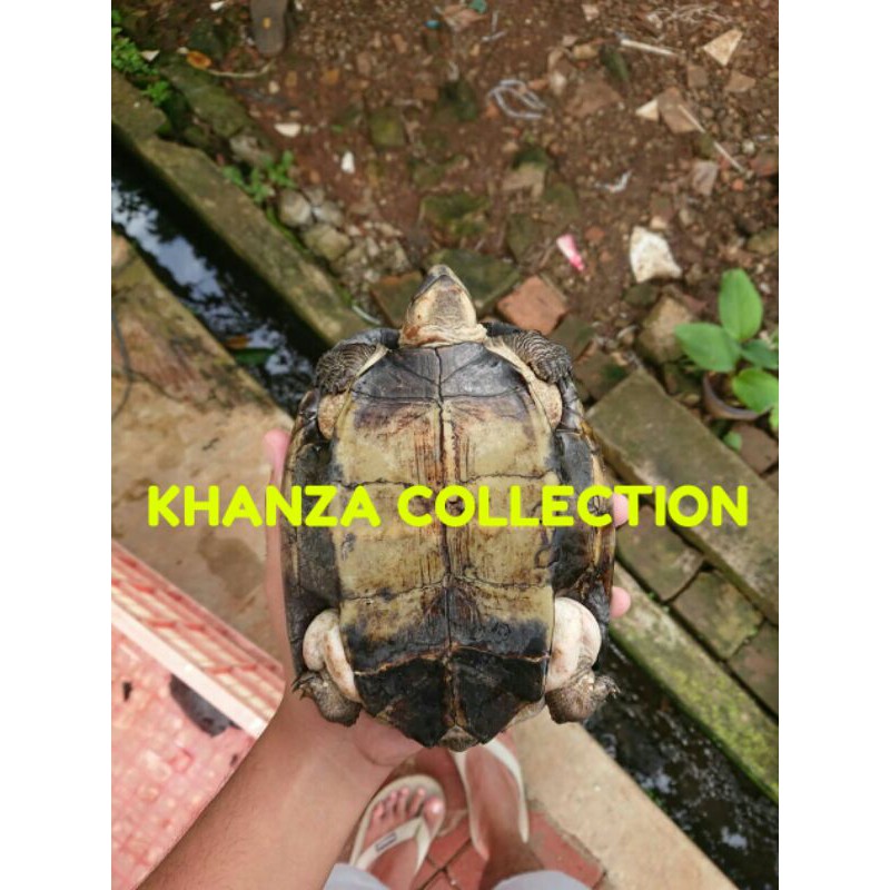 PROMOSI Kura-Kura Pipi Putih/Piput Dewasa Sepasang (Free Pelet+Daun Ketapang)