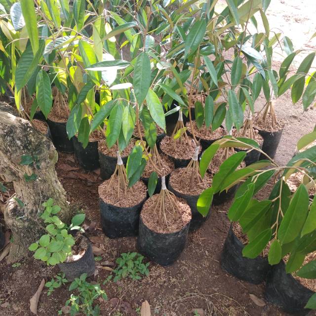 Bibit durian montong kaki 10 tinggi 1 meter up