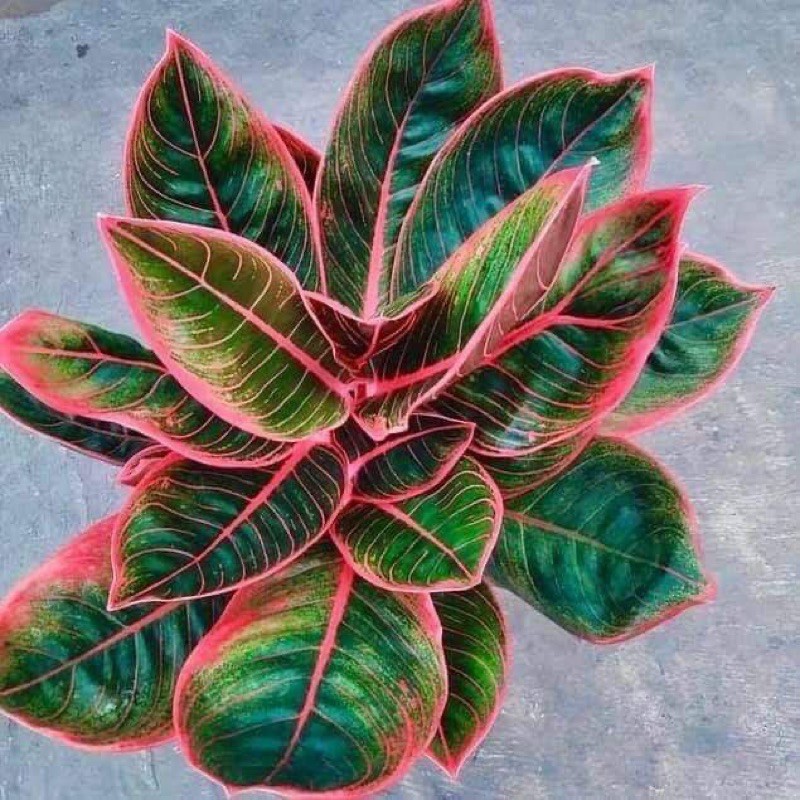 tanaman hias aglonema lipstik merah-  Bunga aglonema Hidup /Aglonema Red Lipstick Lipstik Merah Siam