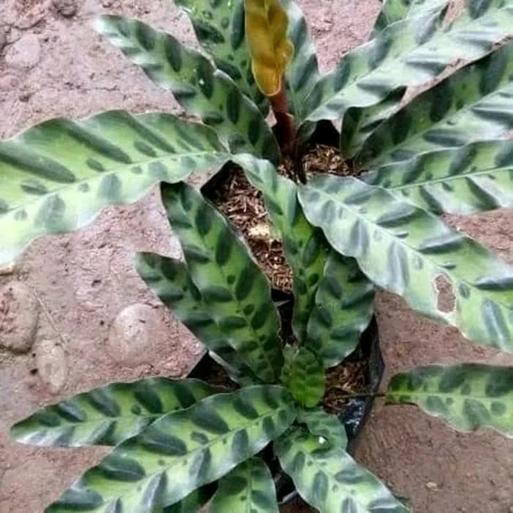 Tanaman hias calathea bulu ayam