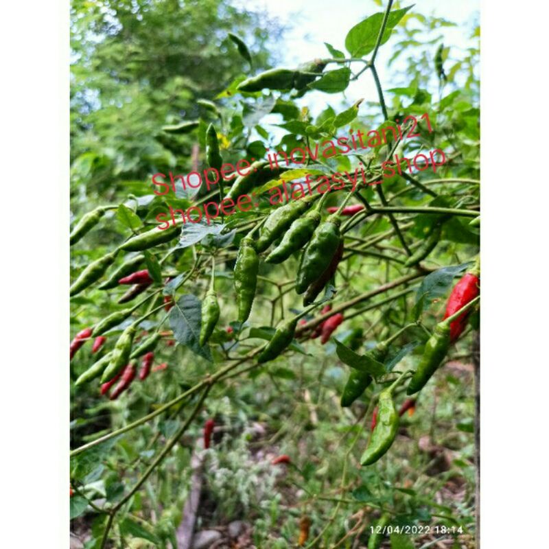 Bibit Cabe Rawit Hijau 10 gram Cabe Rawit Lokal Mutiara