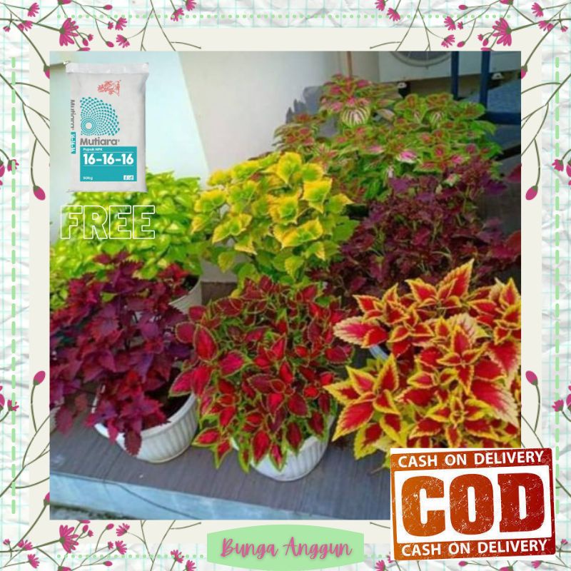 Tanaman Hias Bunga Hidup Murah Miana Asli Dekorasi Hiasan Taman Kembang Hias Hidup Murah Bergaransi