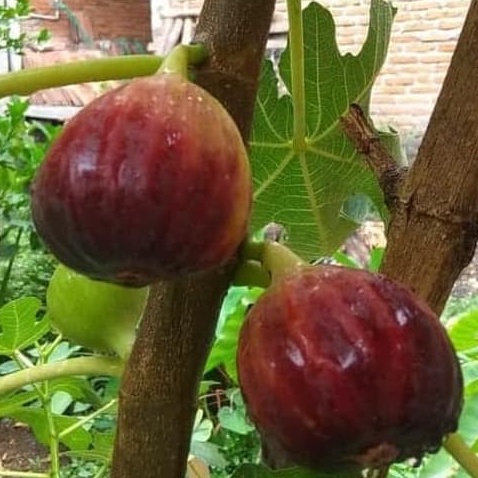 Bibit Pohon tin Buah Merah Jumbo Jenis Masui dauphine | Tanaman pohon tin