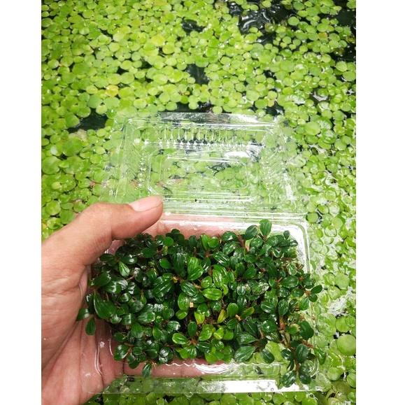 [KODE W6307] [] Buce Bucephalandra super mini & micro clump porsi mika