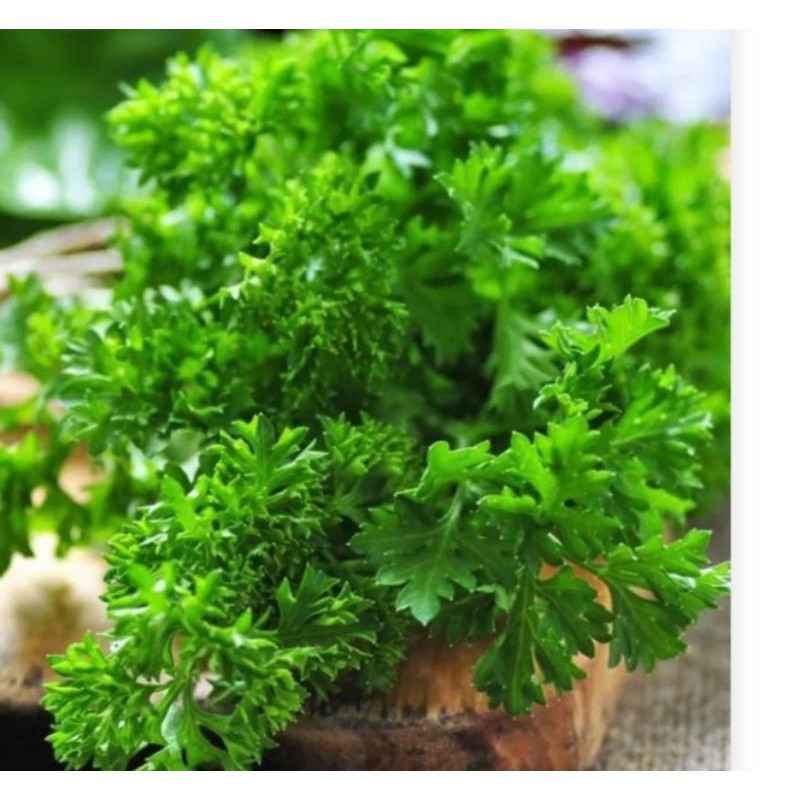 benih biji PARSLEY  isi 20 biji/ bibit sayuran / hidroponik