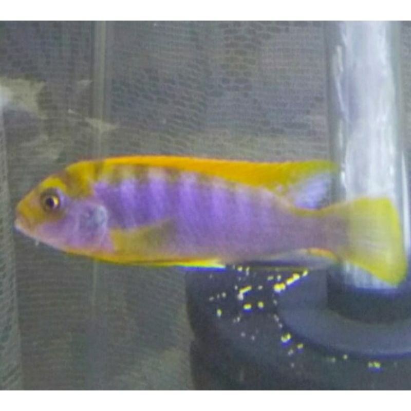 Ikan hias cichlid Hongi
