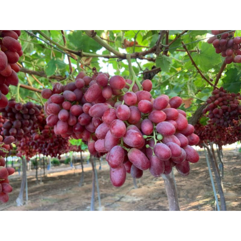 bibit anggur import Allison tanpa biji