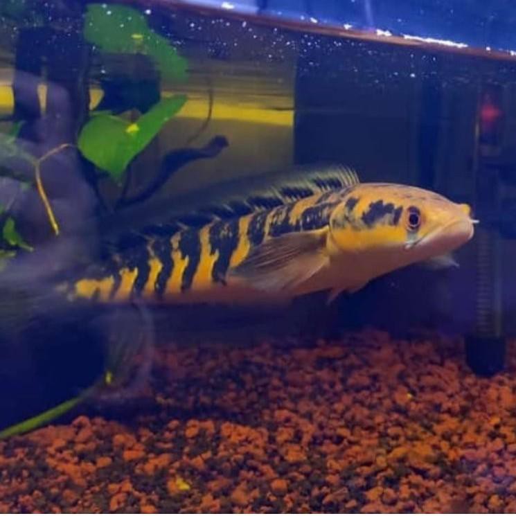 Ikan Chana Maru Yellow Sentarum Ys Red Eyes Ukuran 16cm 18cm Best Produk Shopee Indonesia