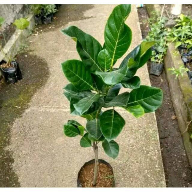 

Bibit Nangka Mini