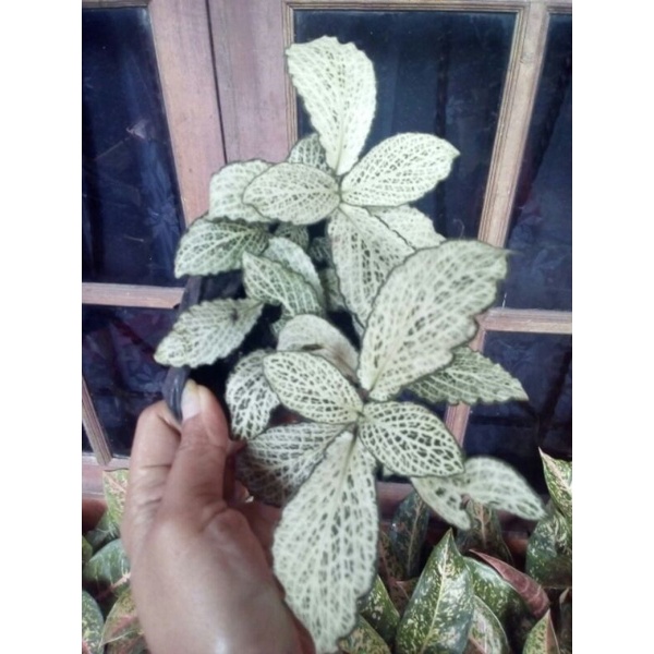 fittonia white flame