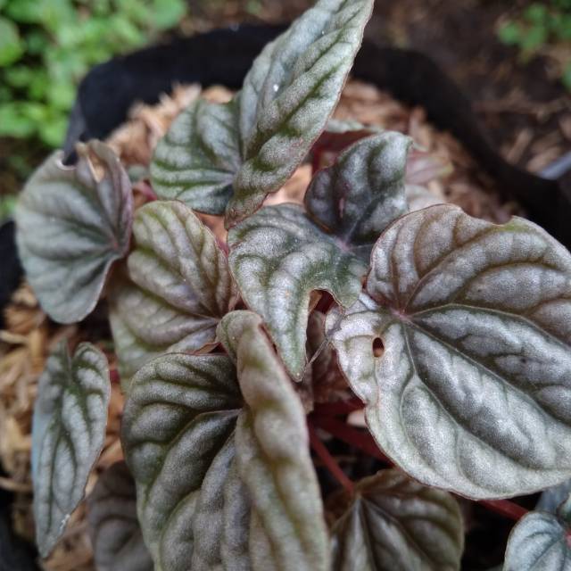 Peperomia merah