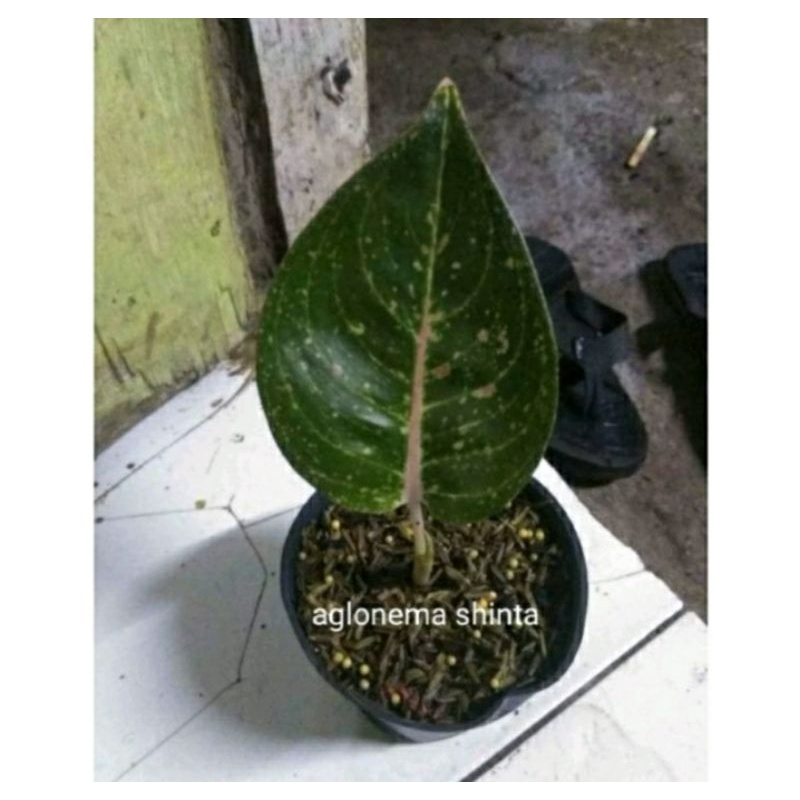 Aglonema Shinta baby daun 1-2