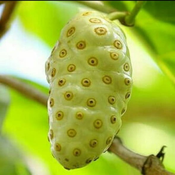 

Buah Mengkudu - Buah Pace - Obat herbal ( 1 kg )