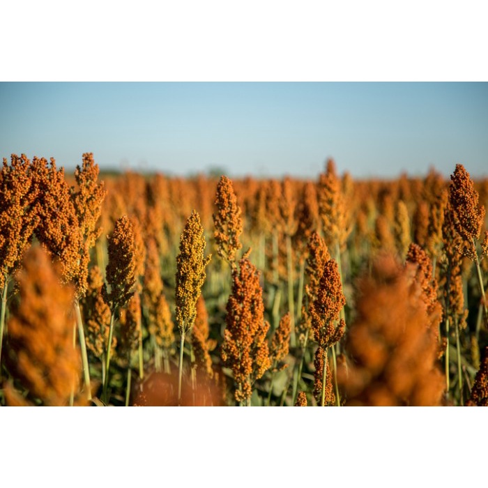 Benih-Bibit Sorghum Rox Orange Syrup Cane (Haira Seed)