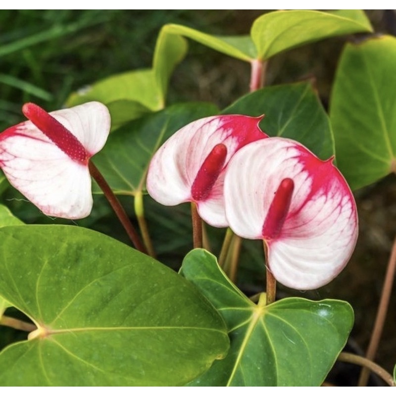 Tanaman hidup Anthurium mickey mouse splash-bunga-bunga hiasan rumah-bunga hidup-tanaman hias hidup-