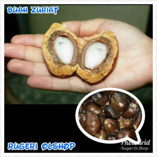 

Buah ZURIAT untuk Kesuburan Dan Program Hamil