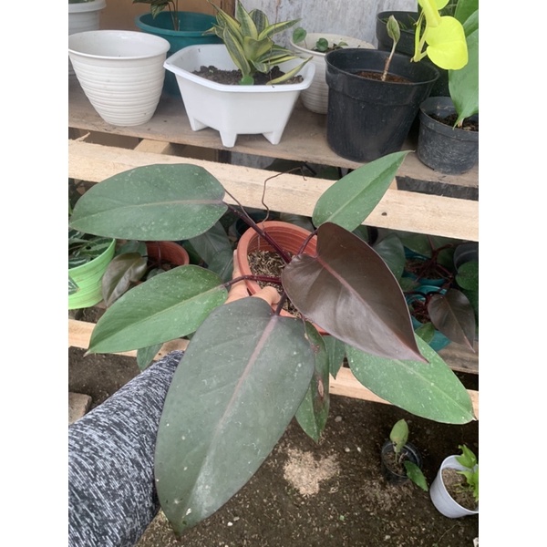 Philodendron Dark lord/Tanaman hias philo red cardinal/Philodendron