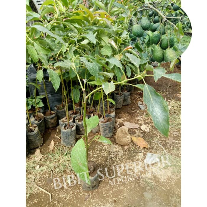 bibit alpukat hass