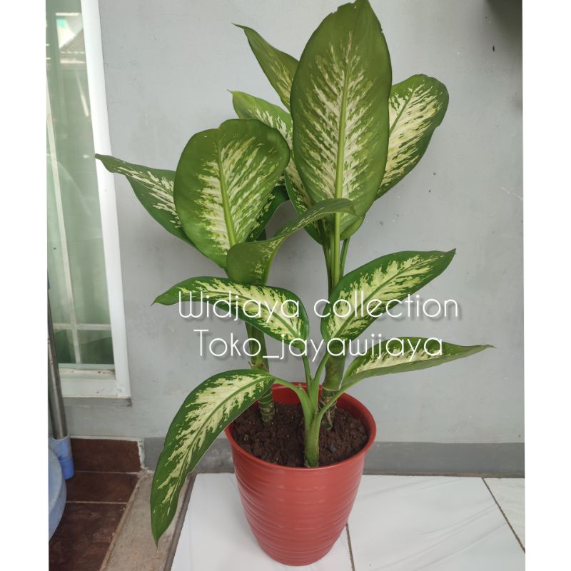 Aglonema Hijau putih jumbo FREE POT