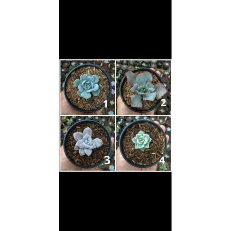 sukulen dan kaktus/ tanaman hias cantik / tanaman hias mini