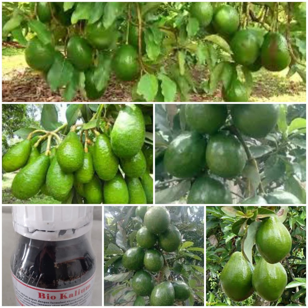 Pupuk Hormon Pelebat Buah Alpukat Anti Rontok Bunga dan Buah