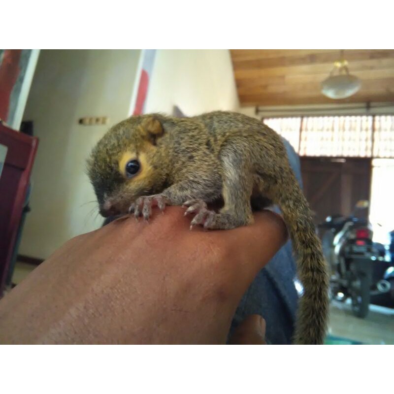 

Tupai Kelapa