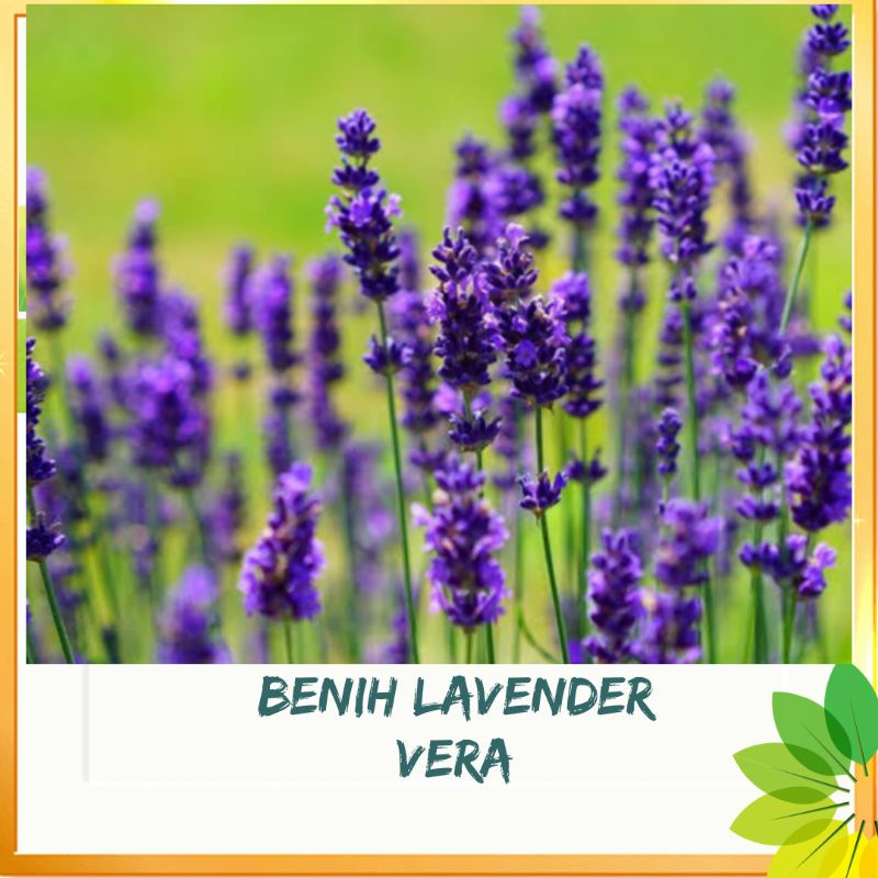 benih LAVENDER vera isi 2 biji/ bibit bunga