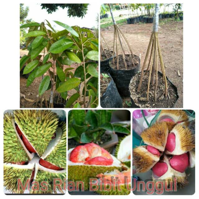 Bibit Okulasi Durian Merah Kaki 10