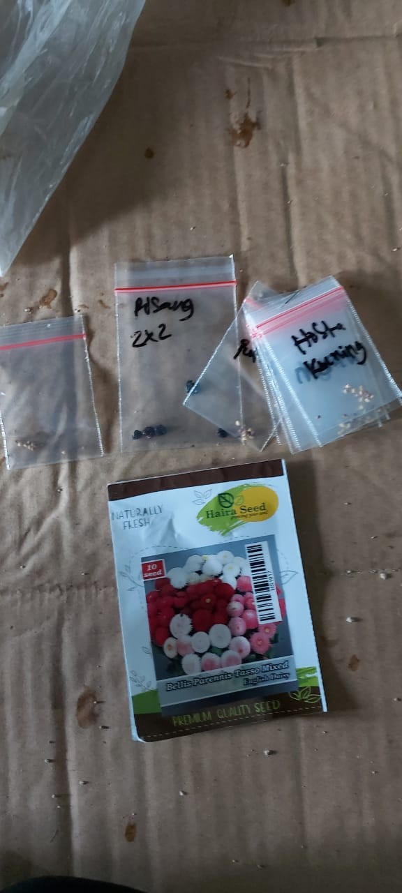 Benih Unggul Bunga Daisy Bellis Tasso Mix Haira Seed Bibit Cantik & Langka Viral 10 Biji
