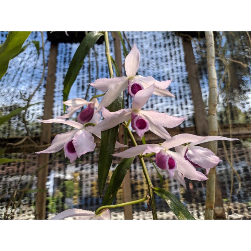 ANGGREK ANOSMUM HUTONI BUNGA HARUM