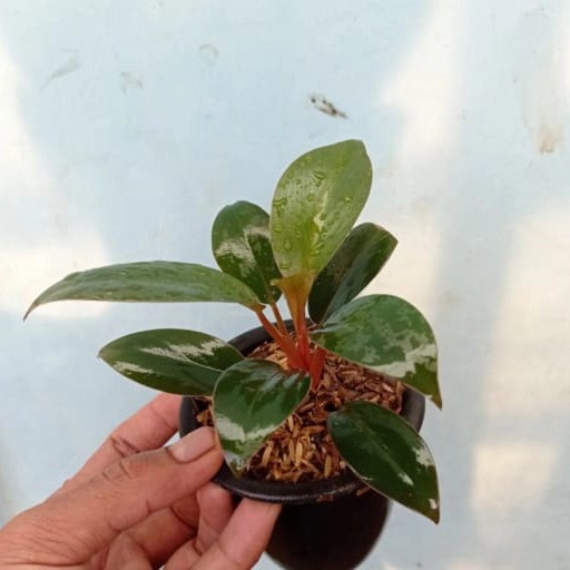 Tanaman Hias rojo congo - red congo .