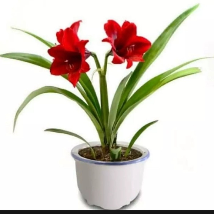 tanaman hias hidup bunga Bakung amarilis/bunga amarilis/pohon bakung HIJAU TAMAN