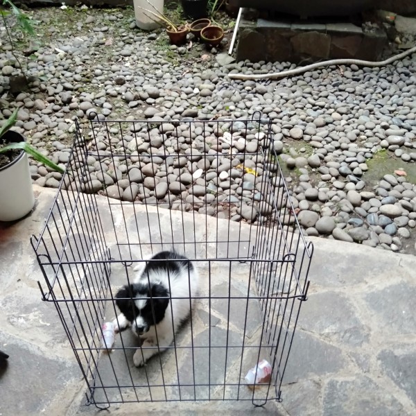 KANDANG pagar kandang kelinci hewan/ pagar anjing kucing