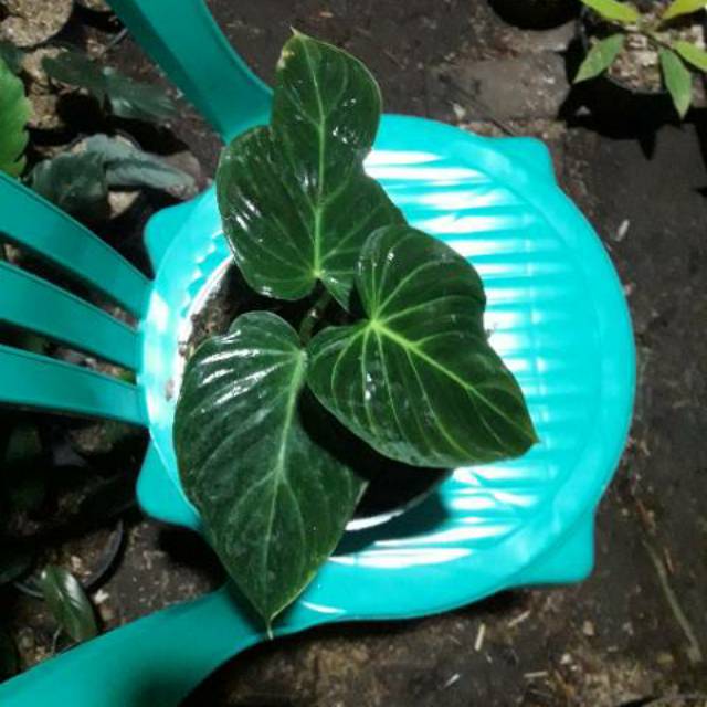 Philodendron splendid