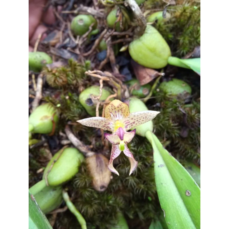 anggrek bulbophyllum ecornutum