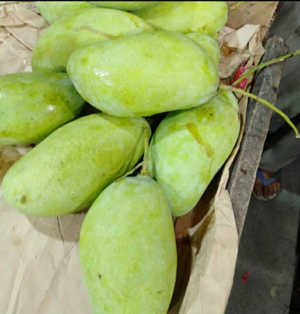 

Mangga Budi Raja berat 1 kg
